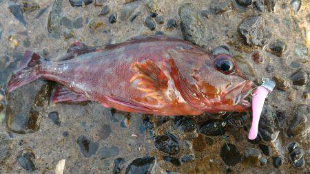 カサゴ新記録＆めばるポンポン